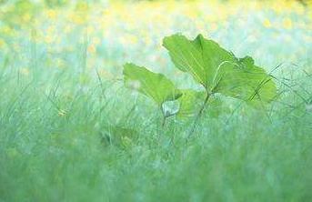 湖北普通專升本大學(xué)語(yǔ)文常識(shí)練習(xí)5