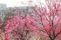 漢口學院 校園環(huán)境(3)