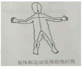 12.【題干】根據右圖說明兒童動作發(fā)展規(guī)律。